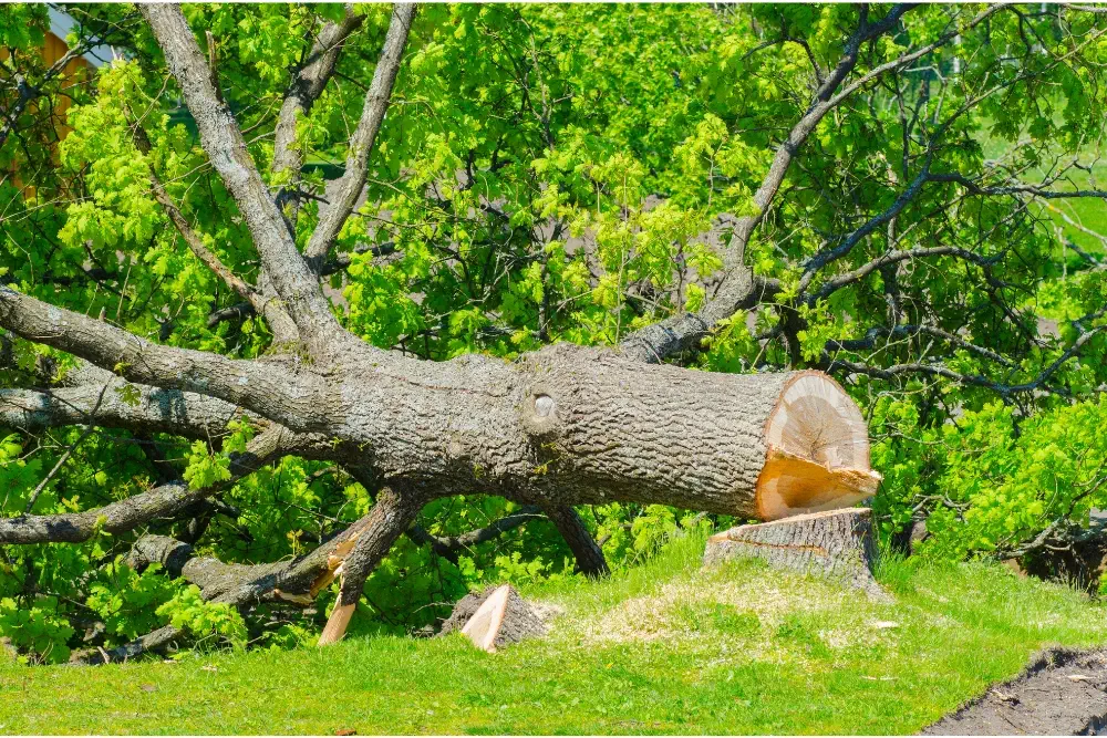 when is the best time to fell trees