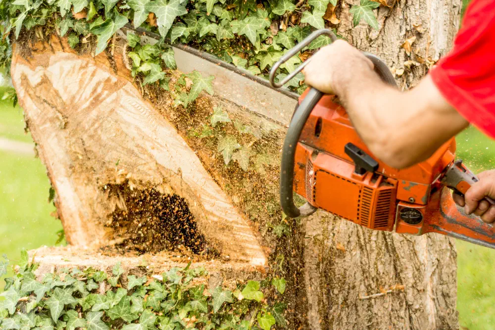 tree-felling-safety